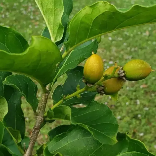 thumbnail for publication: Bunchosia glandulifera: Peanut Butter Fruit